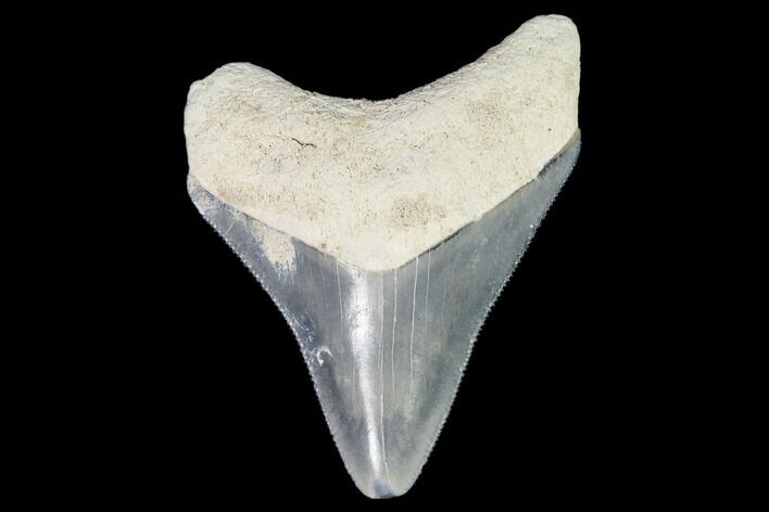 Serrated, Fossil Megalodon Tooth - Florida #110452